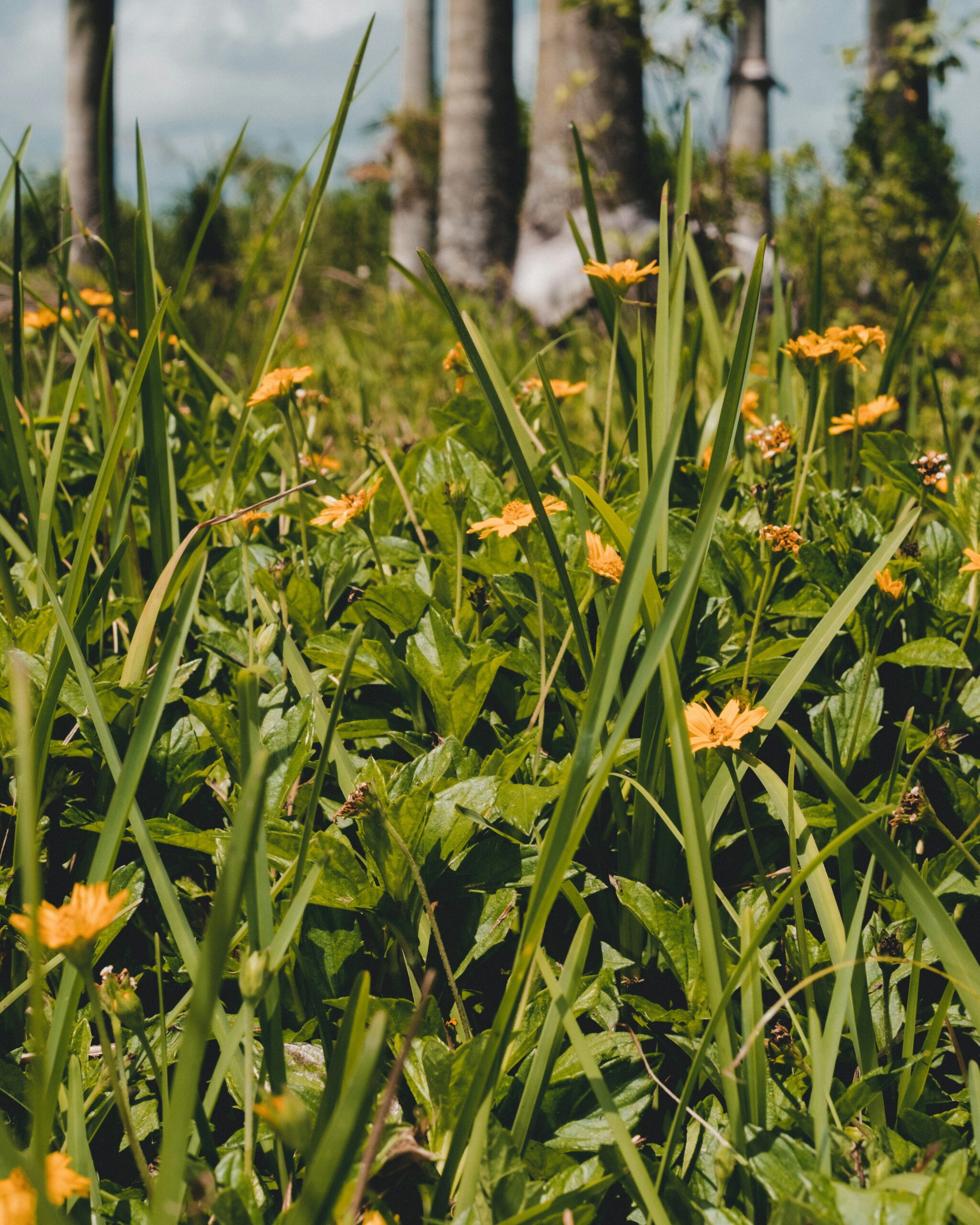 Best States for Homesteading 2026 — Ranked by Price, Laws & Climate