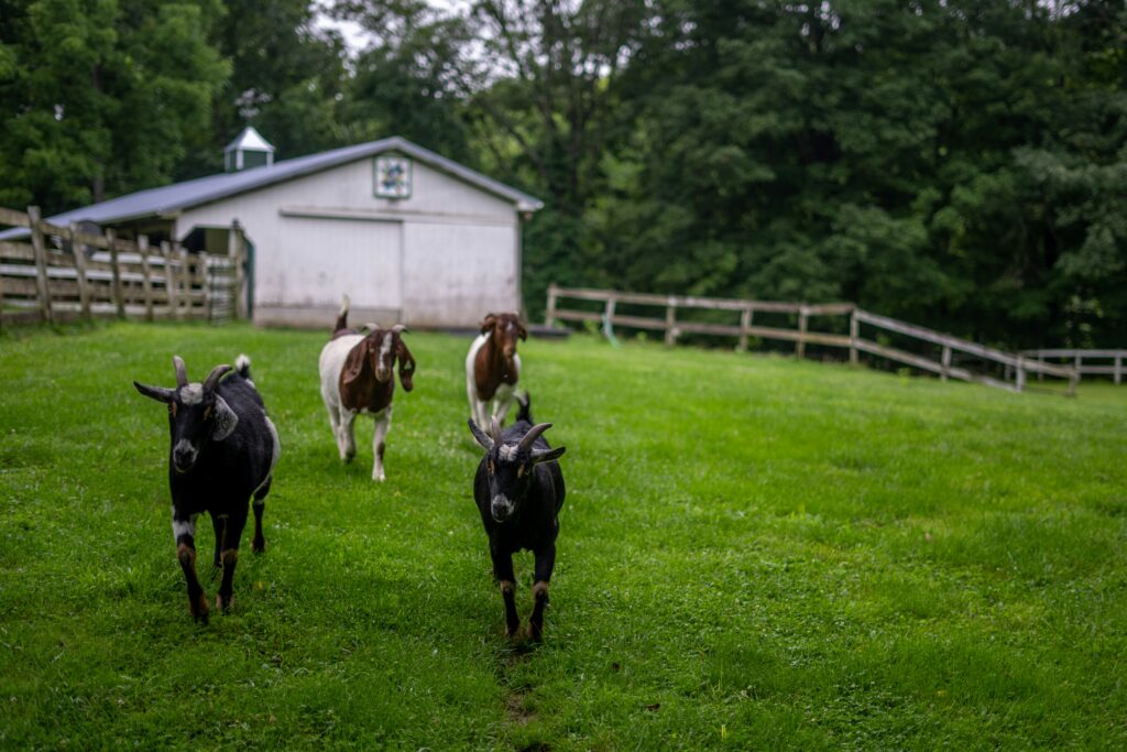 how to raise goats for beginners