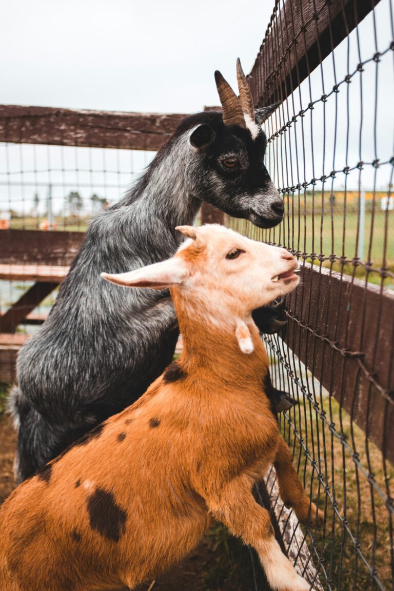 how to raise goats for beginners