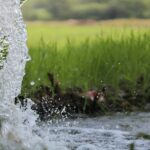 rainwater harvesting laws by state