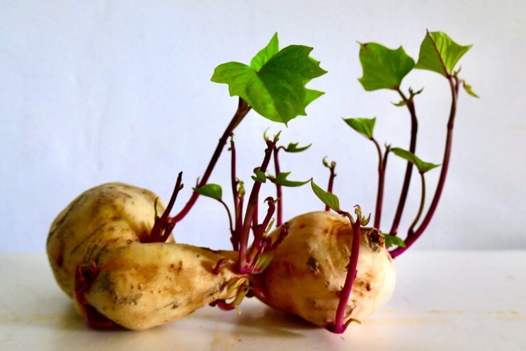 how to grow sweet potatoes