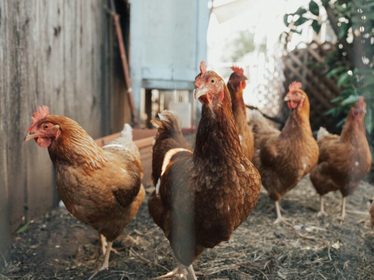 How to Raise Chickens for Beginners — Complete Guide (2026) This is title