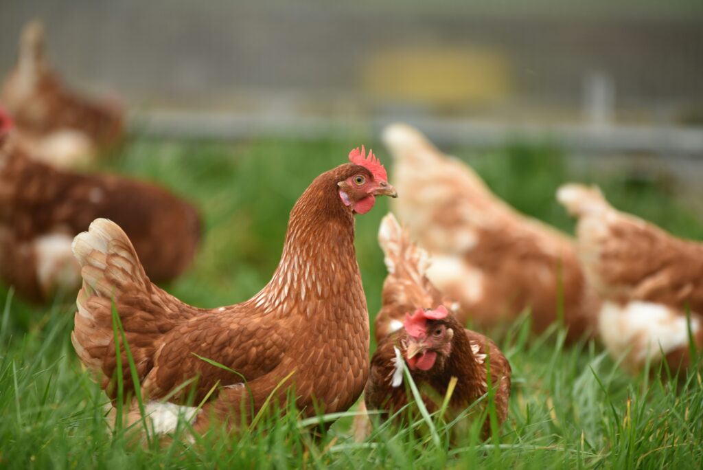 How to Raise Chickens for Beginners — Complete Guide (2026) This is title