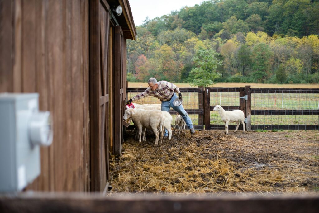 what is homesteading