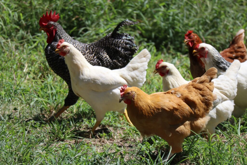 How to Raise Chickens for Beginners — Complete Guide (2026) This is title