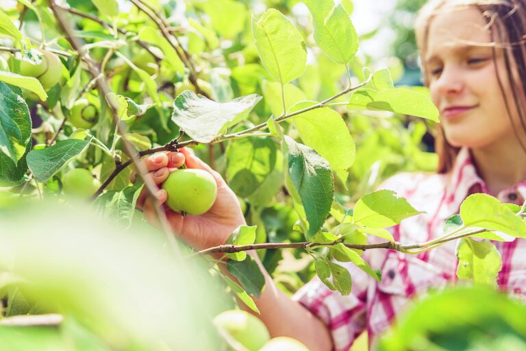 9 Best Fruit Trees for Your Homestead in 2026 — What to Plant First