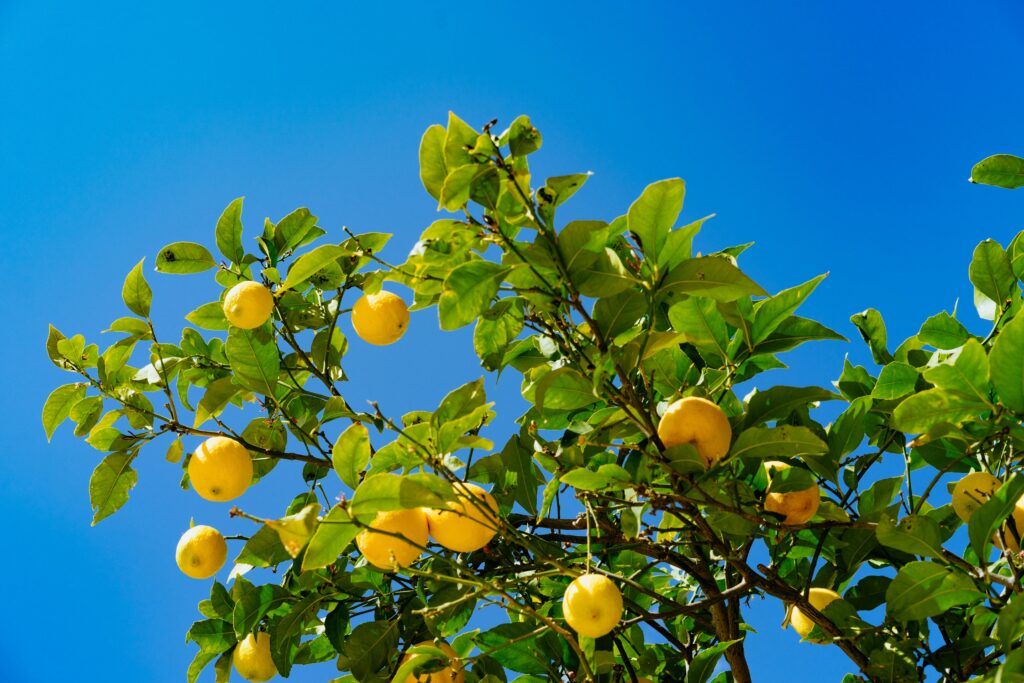 9 Best Fruit Trees for Your Homestead in 2026 — What to Plant First
