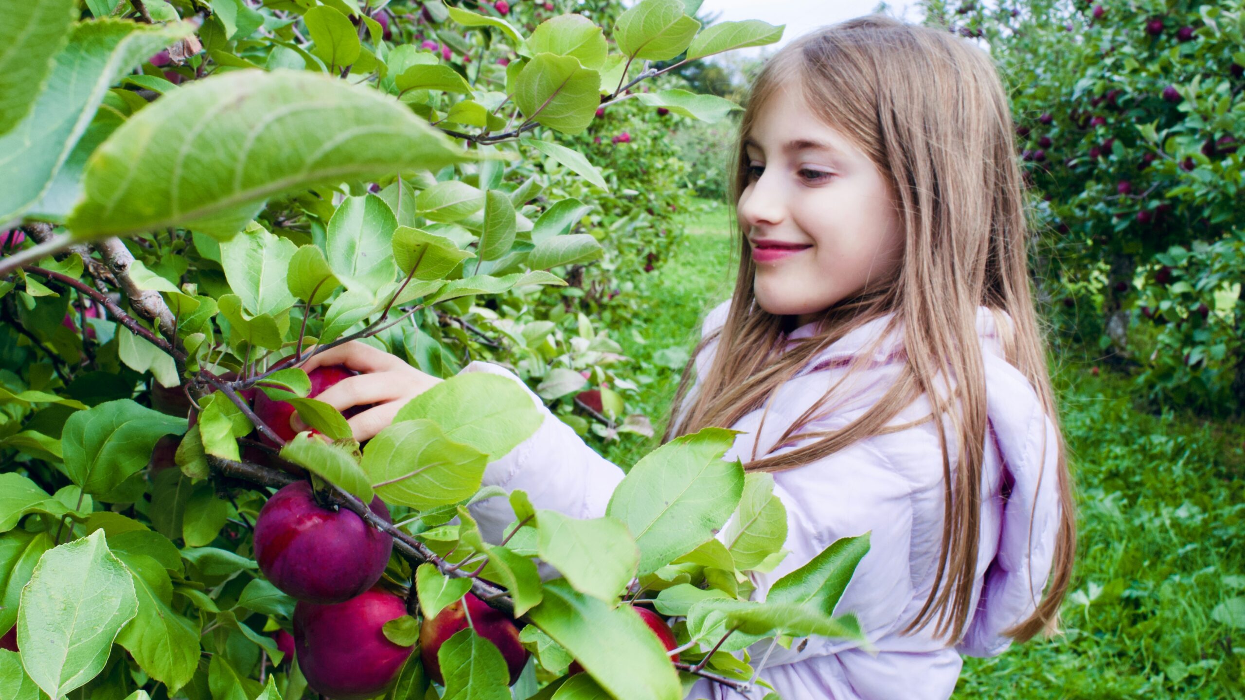9 Best Fruit Trees for Your Homestead in 2026 — What to Plant First